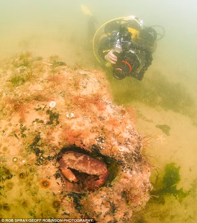  Khu rừng cổ có niên đại 10.000 năm tuổi này được cho là đã phát lộ sau trận mưa bão hồi mùa Đông năm 2014.