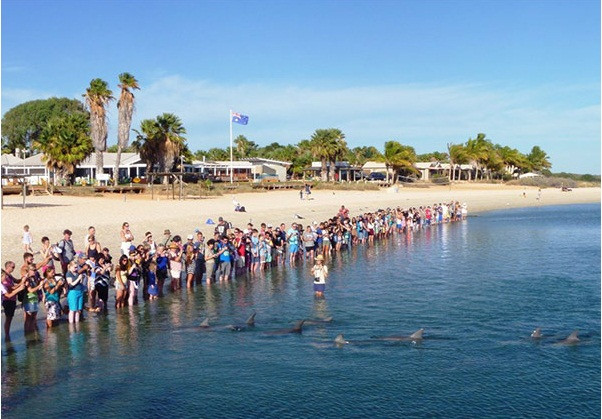 Trai nghiem choi dua cung ca heo hoang da gan bo bien Australia-Hinh-3