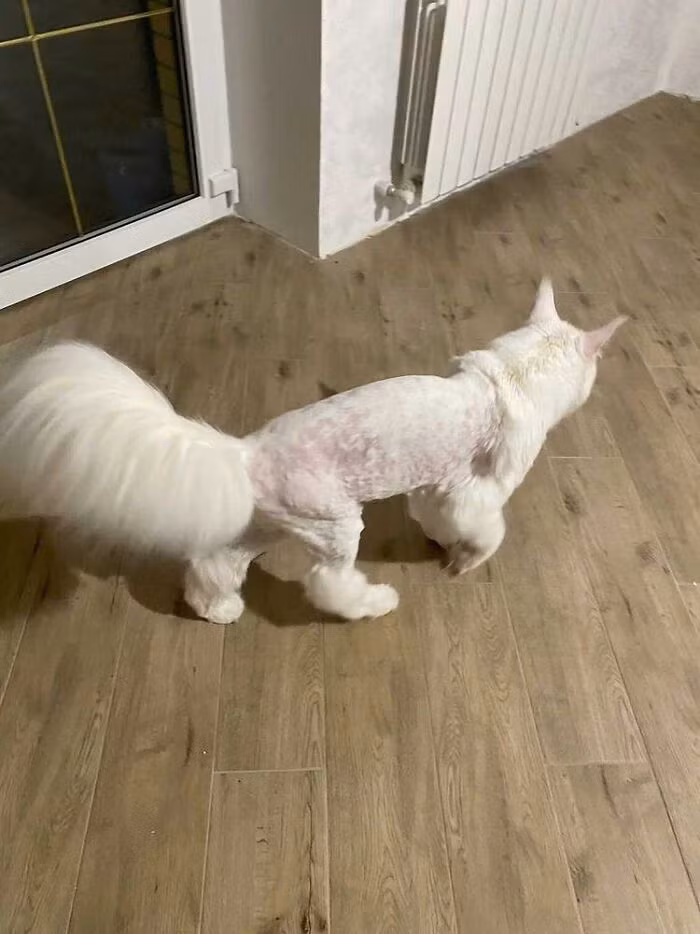 Mèo nặng hơn 12kg gây sốc bởi kích thước khổng lồ - Hình 5 Meo nang hon 12kg gay soc boi kich thuoc khong lo-Hinh-5