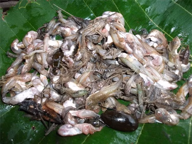 Cách chế biến món ăn kinh dị này là nòng nọc trộn với sả, ớt, thì là, lá húng quế, rau thơm, gia vị, sau đó được bọc trong lá chuối rồi nướng bằng than củi.