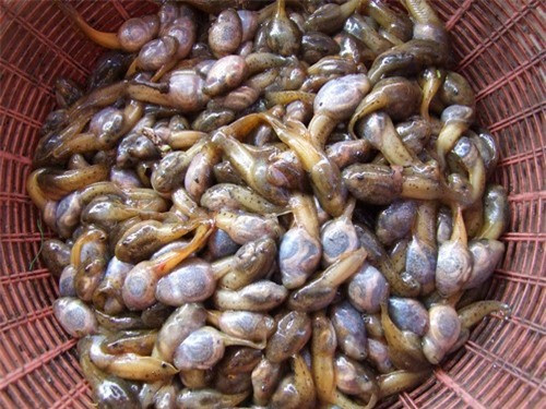 So với những món ăn khác ở Thái thì Muak Huak có giá thành không rẻ, đặc biệt chỉ có trong mùa mưa. Đây là mùa mà ếch sinh sản rất nhiều nên mới có thể thưởng thức được Muak Huak.