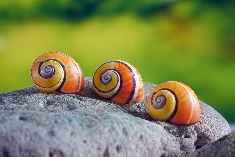 Trong số khoảng 1.400 loài ốc trên cạn thuộc đất nước Cuba, 6 loài thuộc chi Polymita, được gọi thân mật là ốc sơn, được xem là loài ốc đẹp nhất thế giới.