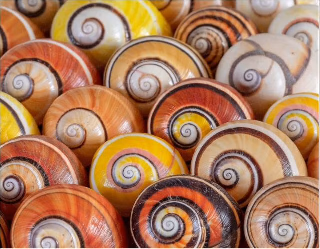 Điều thú vị là sự khác biệt về màu sắc không chỉ xảy ra giữa các loài ốc sơn khác nhau mà còn ở các cá thể của một loài duy nhất.