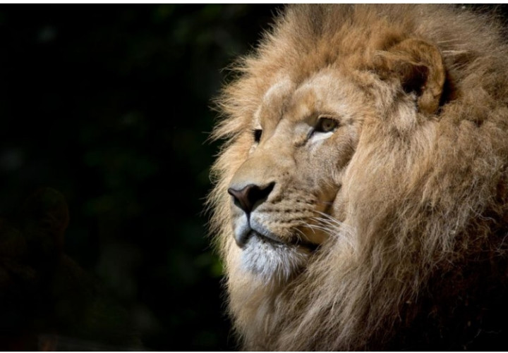 Nhan vien hang bay het hon vi hai con su tu xong chuong