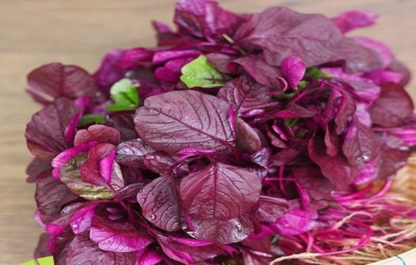 Do chứa lượng sắt tương đối lớn nên rau dền còn được bào chế thành dịch truyền vào máu để thanh lọc máu tại Nigeria.