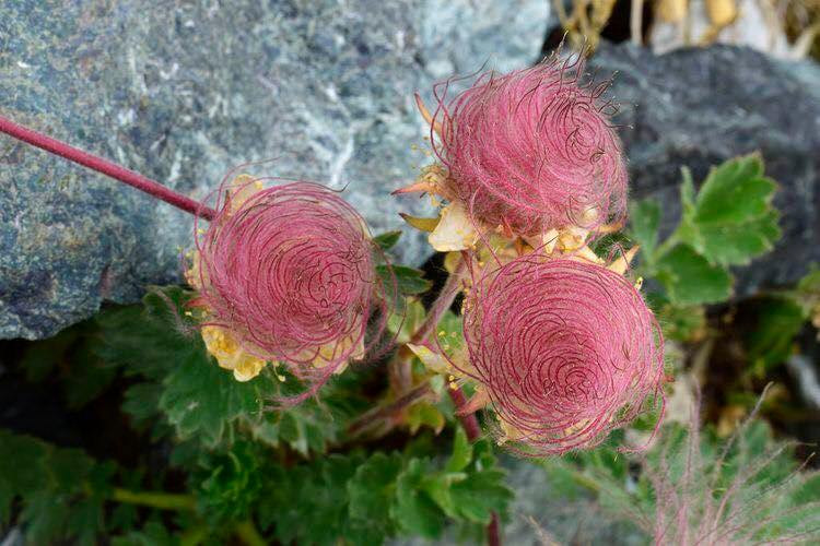 Mê mẩn vẻ đẹp tinh khiết của loài hoa khói thảo nguyên Me man ve dep tinh khiet cua loai hoa khoi thao nguyen