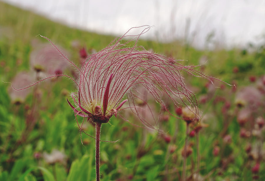 Mê mẩn vẻ đẹp tinh khiết của loài hoa khói thảo nguyên - Hình 10 Me man ve dep tinh khiet cua loai hoa khoi thao nguyen-Hinh-10