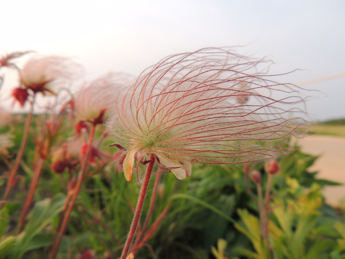 Mê mẩn vẻ đẹp tinh khiết của loài hoa khói thảo nguyên - Hình 11 Me man ve dep tinh khiet cua loai hoa khoi thao nguyen-Hinh-11