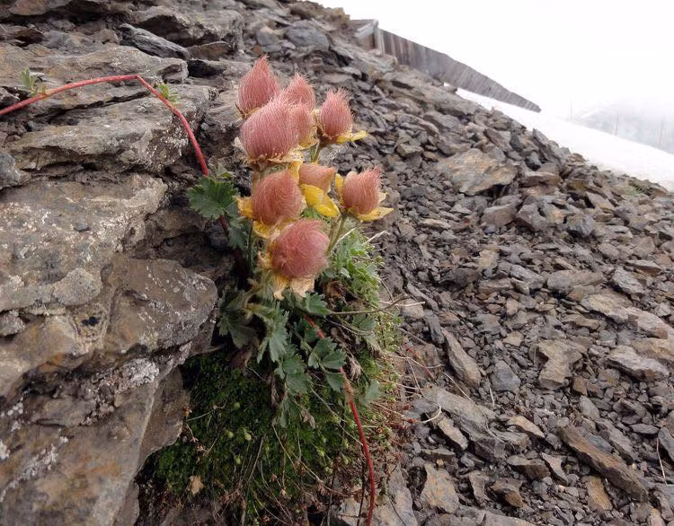 Me man ve dep tinh khiet cua loai hoa khoi thao nguyen-Hinh-5