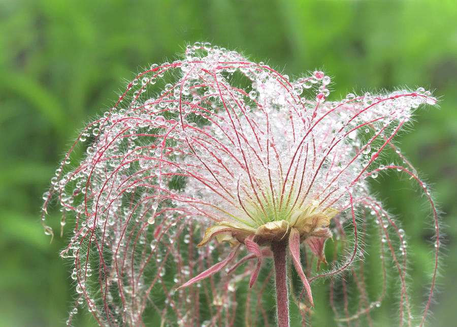 Mê mẩn vẻ đẹp tinh khiết của loài hoa khói thảo nguyên - Hình 7 Me man ve dep tinh khiet cua loai hoa khoi thao nguyen-Hinh-7