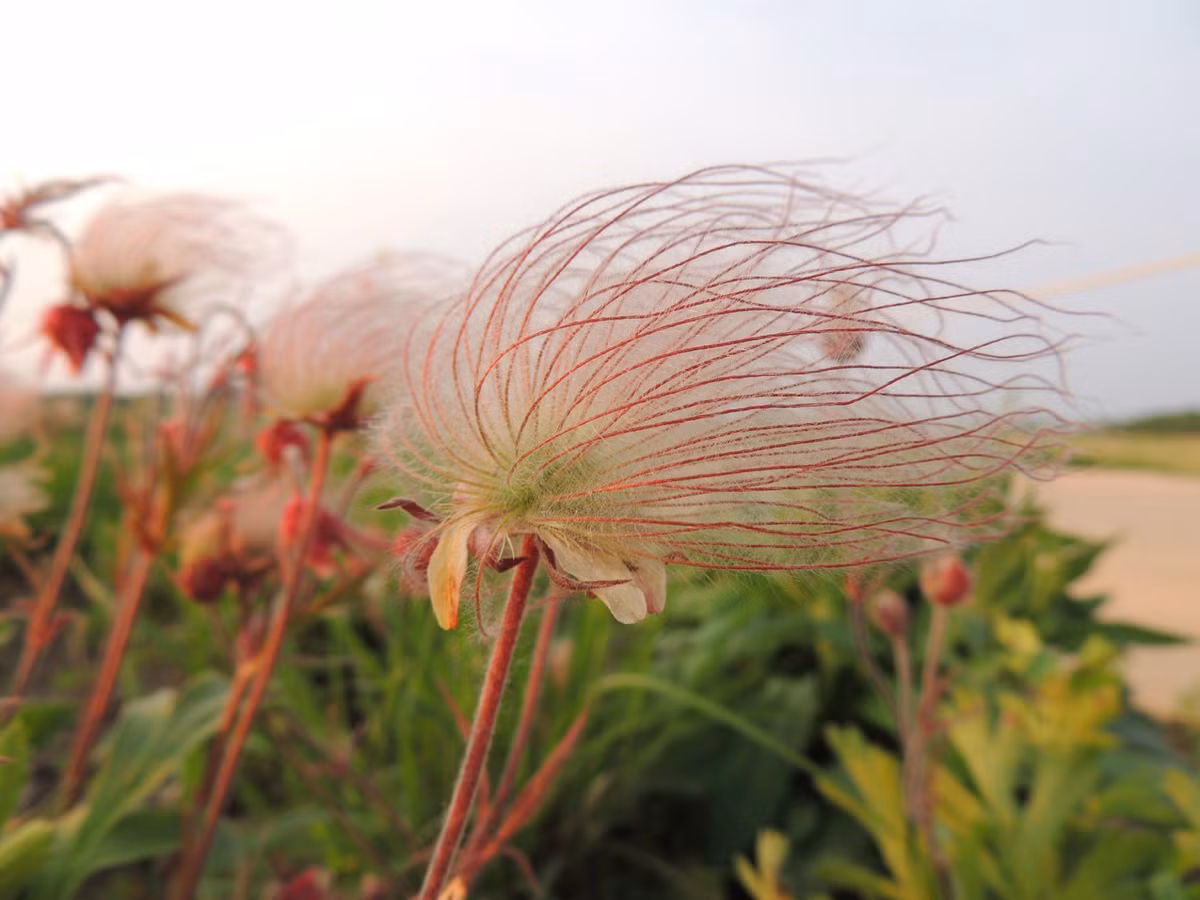 Me man ve dep tinh khiet cua loai hoa khoi thao nguyen-Hinh-11
