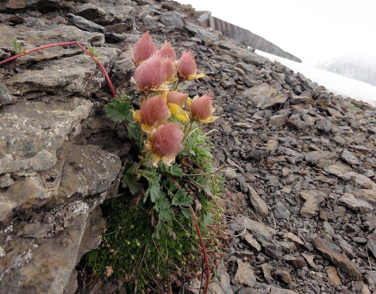 Mê mẩn vẻ đẹp tinh khiết của loài hoa khói thảo nguyên - Hình 5 Me man ve dep tinh khiet cua loai hoa khoi thao nguyen-Hinh-5