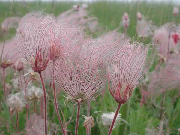 Me man ve dep tinh khiet cua loai hoa khoi thao nguyen-Hinh-3