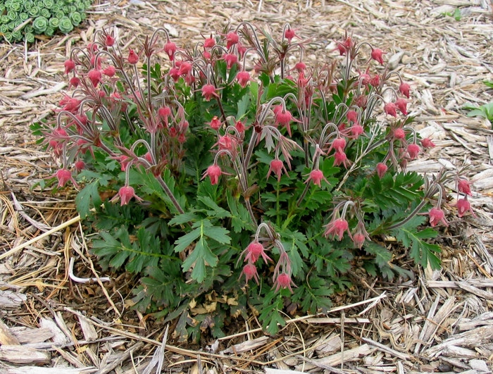 Mê mẩn vẻ đẹp tinh khiết của loài hoa khói thảo nguyên - Hình 9 Me man ve dep tinh khiet cua loai hoa khoi thao nguyen-Hinh-9