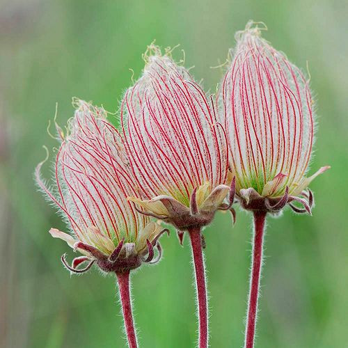 Mê mẩn vẻ đẹp tinh khiết của loài hoa khói thảo nguyên - Hình 2 Me man ve dep tinh khiet cua loai hoa khoi thao nguyen-Hinh-2