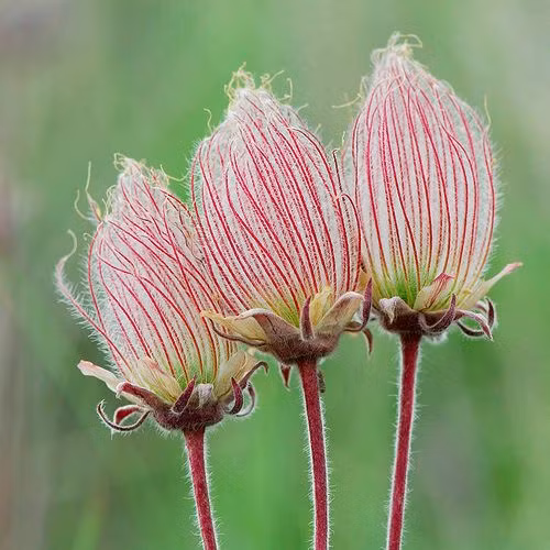 Me man ve dep tinh khiet cua loai hoa khoi thao nguyen-Hinh-2