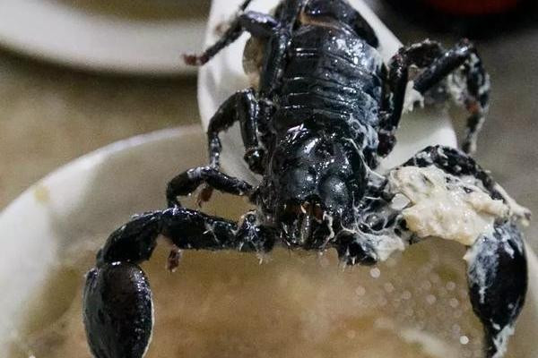 Nhiều người tin rằng ăn canh bọ cạp không những có thể hỗ trợ điều trị các bệnh liên quan đến phong thấp, huyết áp, co giật mà còn có tác dụng giải độc, điều trị các bệnh liên quan đến da.