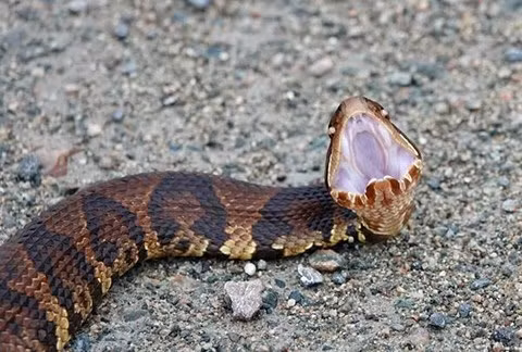 Hai hung dau ran ho mang lia than van hung hang tan cong