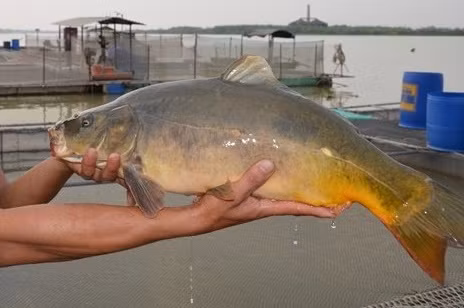 Su that la ky giong ca chep ma co o Viet Nam