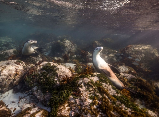 Sư tử biển Australia đang sưởi ấm ở vùng nước cạn.