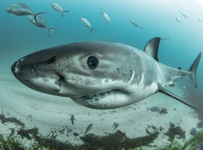 Các mập trắng, thường sống ở các dòng nước nhiệt đới, như Địa Trung Hải.