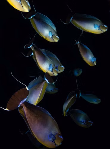 Một đàn cá bò.