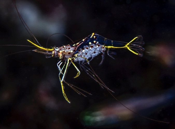 Vẻ mong manh của một chú tôm trong suốt.