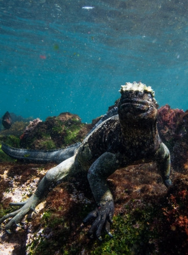 Cự đà biển là loài bò sát duy nhất ăn tảo để sống.