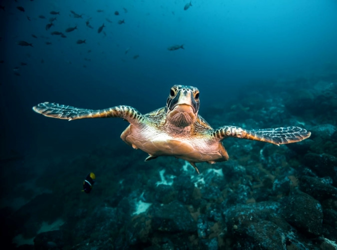 Cận cảnh một chú rùa biển.