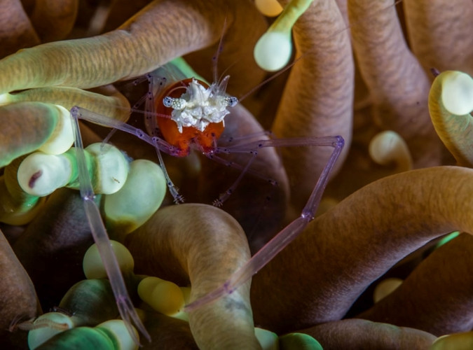 Con tôm trong suốt như một "bóng ma" giữa đám san hô nấm.