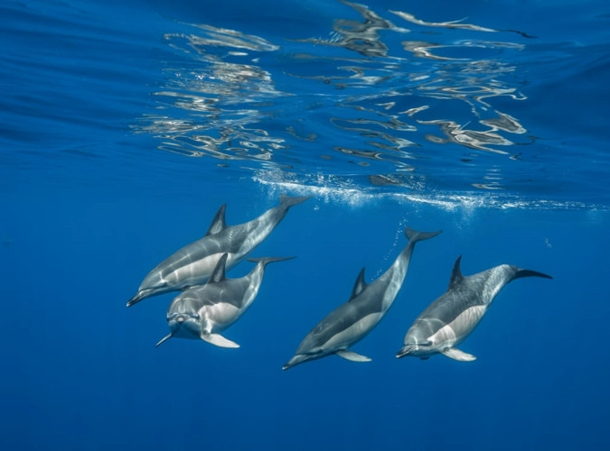 Đàn cá heo đang bơi trong làn nước biển.