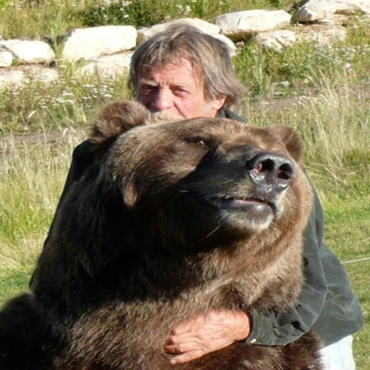 Gấu Bart 2: 6 triệu USD. Gấu Bart 2 là con gấu duy nhất trong danh sách triệu phú động vật. Giống như mèo Grumpy, con gấu làm việc rất chăm chỉ để kiếm tiền thông qua xuất hiện trong nhiều bộ phim và show truyền hình như Dr. Dolittle 2, Without a Paddle, An Unfinished Life, Evan Almighty, Into the Wild, We Bought a Zoo, và Game of Thrones. Nó sống cùng hai nhà huấn luyện là Doug và Lynne Seus ở khu bảo tồn Wasatch Rocky Mountain Wildlife, Inc tại thành phố Heber, bang Utah, Mỹ. (Ảnh: Wikipedia)