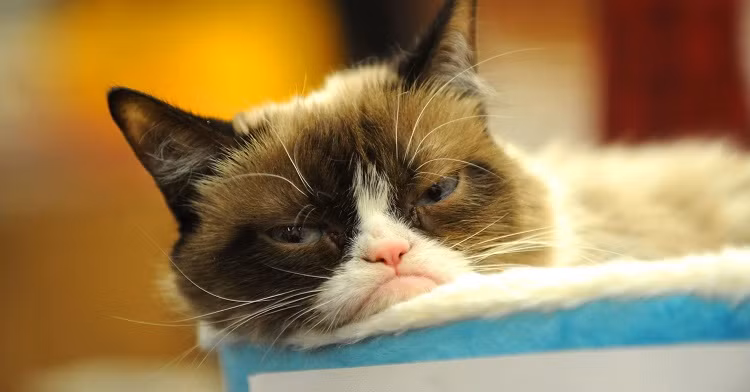 Mèo Grumpy: 99,5 triệu USD. Trái với Gunther IV, mèo Grumpy là một triệu phú tự thân. Con mèo lai 6 tuổi có tên thật là Tardar Sauce gây sốt trên Internet nhờ biểu cảm gắt gỏng và những bức ảnh chủ của nó là Tabatha Bundesen chia sẻ. Sự nổi tiếng giúp con mèo kiếm hàng chục triệu USD qua mạng xã hội, bán hình ảnh và trở thành cảm hứng cho bộ phim Grumpy Cat's Worst Christmas Ever. (Ảnh: Wikipedia)