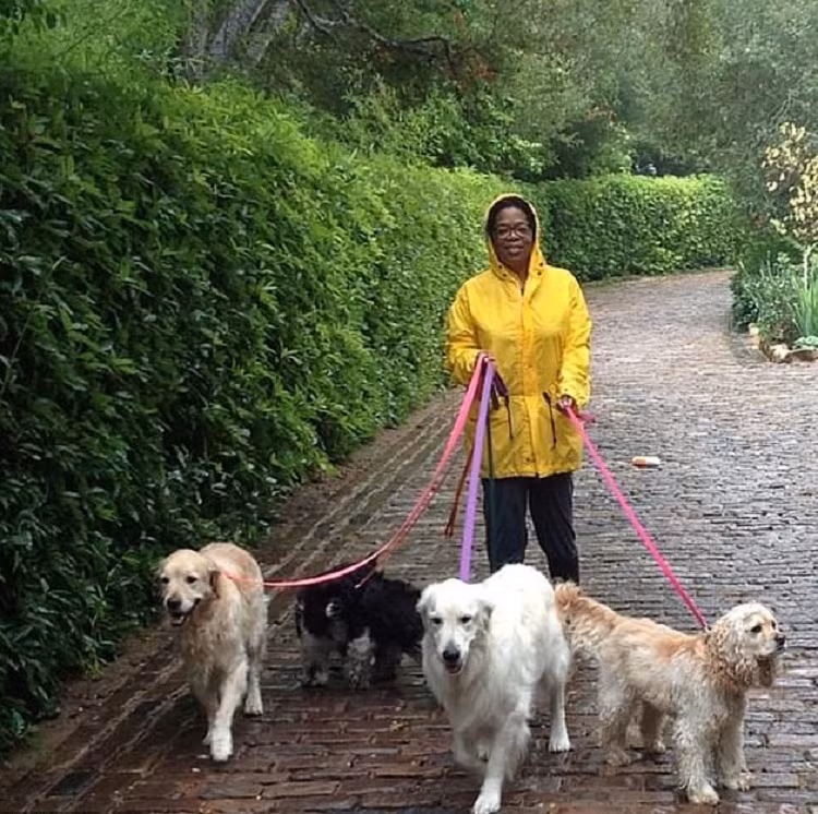 Chó Sadie, Sunny, Lauren, Layla và Luke: 30 triệu USD. Tất cả 5 con chó của người dẫn chương trình truyền hình Mỹ Oprah Winfrey, gồm chó Luke và Layla thuộc giống golden retriever, chó Sadie thuộc giống cocker spaniel, chó Sunny và Lauren thuộc giống springer spaniel, đều có quỹ tín thác. Oprah để lại cho chúng 30 triệu USD trong di chúc. (Ảnh: Instagram)