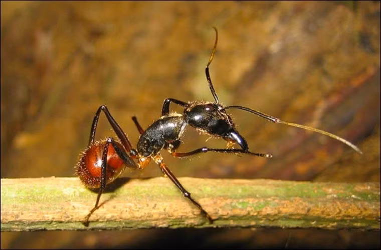 Những chú kiến nổ Malaysia đã hi sinh thân mình bằng cách tự nổ tung để bảo vệ lãnh thổ. Những chất dịch trong cơ thể kiến có thể khiến kẻ thù bị dị ứng và ăn mòn dần.