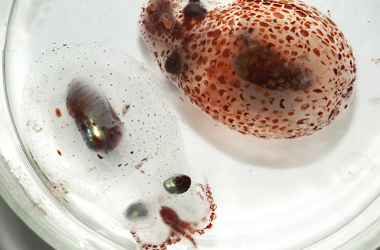 Mực Japetella được tìm thấy ở vùng biển có độ sâu 600-1000 m. Do kẻ thù của chúng thường sử dụng bóng nước hoặc sử dụng sự phát quang sinh học để tìm kiếm nên loài này đã “tự động” chuyển cơ thể thành màu trong suốt, trừ mắt và ruột, cho phép ánh sáng xuyên quan cơ thể, giảm bớt khả năng bị kẻ thù phát hiện ra.