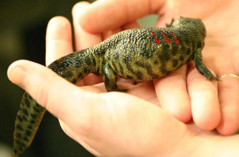 Loài sa giông Siberi lại có một cách khá kỳ lạ để tự vệ: khi bị dồn vào tình thế nguy hiểm, chúng có thể dồn xương sườn sang một bên cơ thể, để dùng như một loại vũ khí chống lại kẻ thù. Tuy da bị rách, nhưng hiện tượng này không làm nó bị đau.