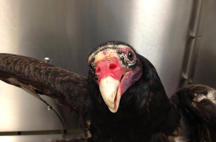 Khi bị tấn công, loài kền kền Thổ Nhĩ Kỳ sẽ nôn hết những gì nó có trong ruột để đuổi kẻ thù đi.