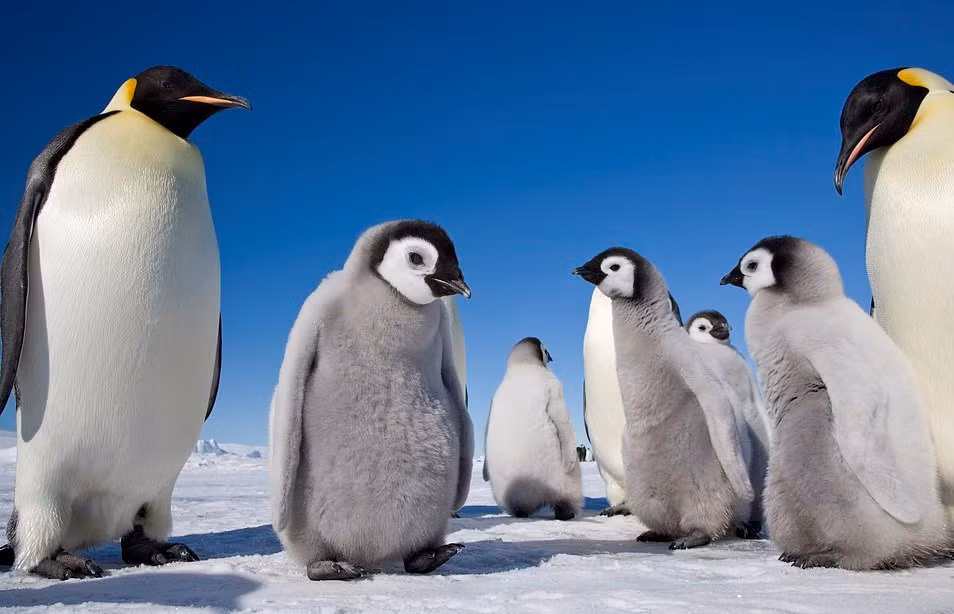 Loài động vật có vẻ ngoài đáng yêu này có thể tồn tại trong điều kiện khắc nghiệt nhất hành tinh. Theo ghi nhận của Sue Flood, nhiệt độ vào mùa đông ở Nam Cực xuống tới âm 50 độ C và mức gió đạt đến hơn 150 km/h. Con người rất khó sinh sống dưới thời tiết lạnh như vậy, nhưng đó lại là điều kiện sống lý tưởng với loài chim này.