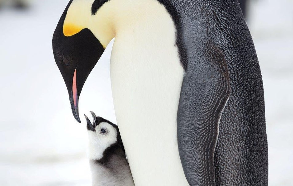 Trước khi băng tan, những con chim trưởng thành sẽ kéo đàn đi kiếm thức ăn dự trữ cho mùa di cư. Trong hình là khoảnh khắc tình cảm của chim cánh cụt mẹ đang che chở cho đứa con bé nhỏ khỏi gió lạnh của Nam Cực.