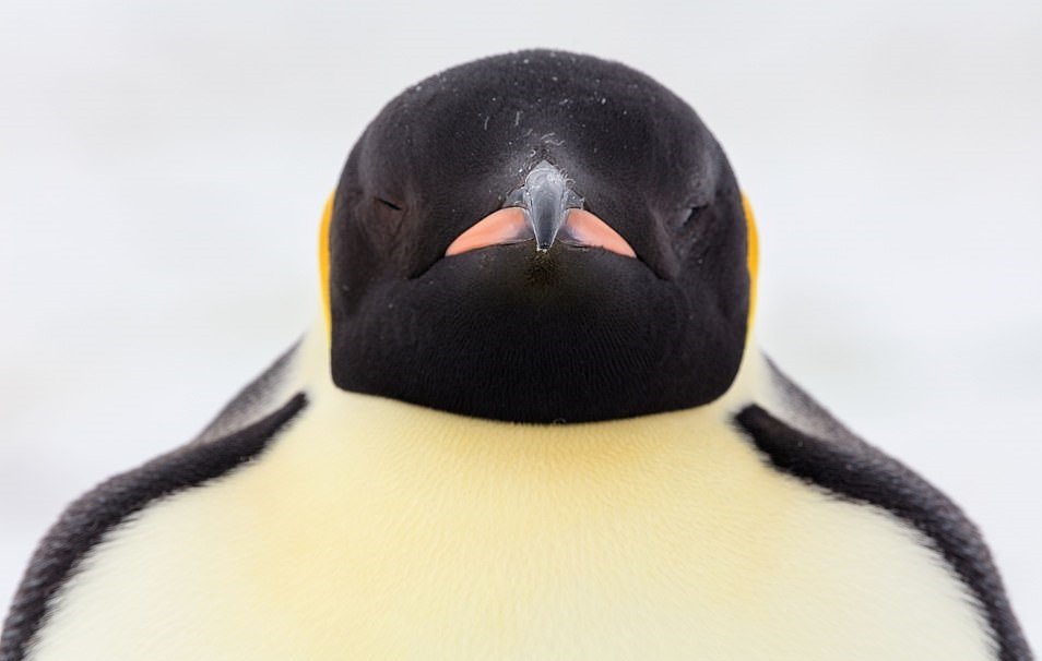 Những bức hình về đàn chim cánh cụt được nữ nhiếp ảnh gia tài ba chụp chủ yếu tại vùng biển Weddell và Ross ở Nam Cực, địa điểm xa xôi và vô cùng nguy hiểm.