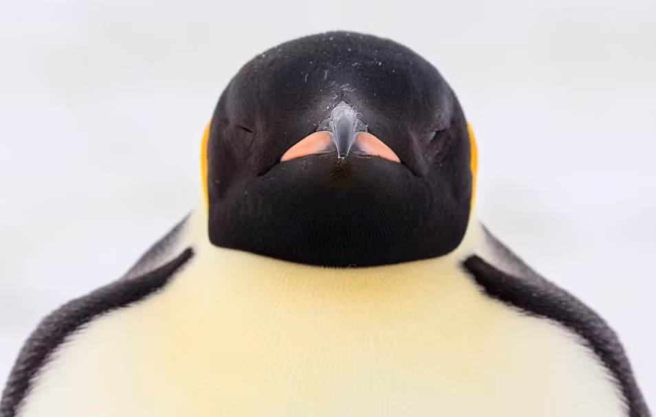 Những bức hình về đàn chim cánh cụt được nữ nhiếp ảnh gia tài ba chụp chủ yếu tại vùng biển Weddell và Ross ở Nam Cực, địa điểm xa xôi và vô cùng nguy hiểm.