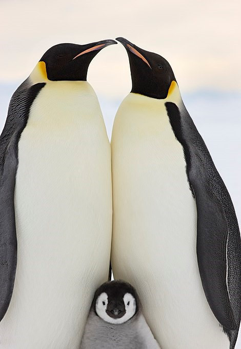 Bộ ảnh đàn chim cánh cụt được Mail Daily đăng tải là một phần trong cuốn sách viết về Nam Cực của Sue. Trong tác phẩm này, nhiếp ảnh gia chia sẻ về sự ngạc nhiên khi tận mắt thấy kích thước thật của những chú chim cánh cụt lạch bạch. Ngoài đời, chúng to hơn rất nhiều so với tưởng tượng. Con chim trưởng thành có chiều cao trung bình là 1,3 m.