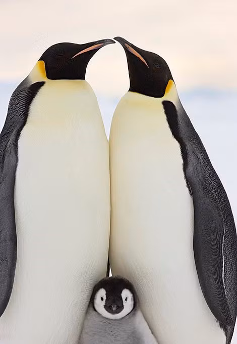 Bộ ảnh đàn chim cánh cụt được Mail Daily đăng tải là một phần trong cuốn sách viết về Nam Cực của Sue. Trong tác phẩm này, nhiếp ảnh gia chia sẻ về sự ngạc nhiên khi tận mắt thấy kích thước thật của những chú chim cánh cụt lạch bạch. Ngoài đời, chúng to hơn rất nhiều so với tưởng tượng. Con chim trưởng thành có chiều cao trung bình là 1,3 m.