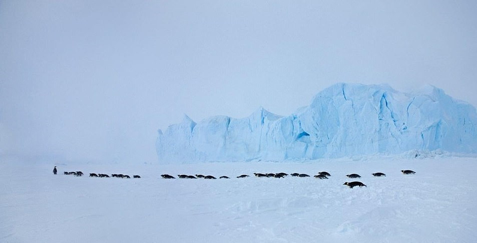 Ngoài cách di chuyển lạch bạch, đàn chim cánh cụt thường đi bằng bụng trên băng tuyết. Cả đàn chim béo tròn lắc lư trên tuyết trắng tạo thành khung cảnh vô cùng đáng yêu.