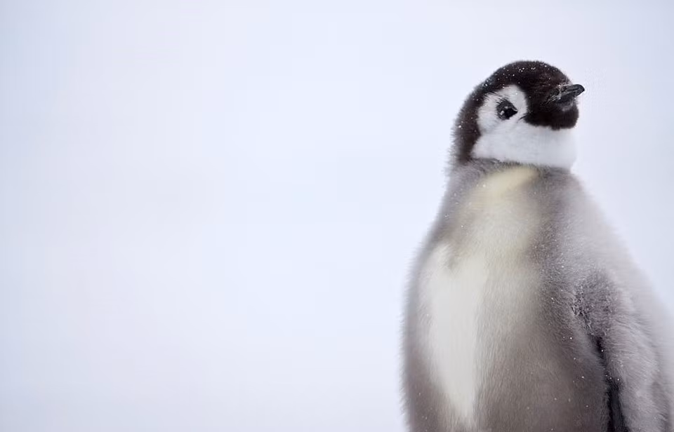 Ở Nam Cực, băng bắt đầu tan từ tháng 12 đến tháng 1 năm sau, đây là lúc đàn cánh cụt di cư khỏi lãnh thổ của mình. Những chú chim cánh cụt mới lớn sẽ được tách riêng khỏi đàn khi chúng khoảng 5 tháng tuổi. Lúc này, bộ lông xám mượt mà từ ngày bé của chúng sẽ được thay thế bởi bộ lông đen tuyền của những chú chim trưởng thành.