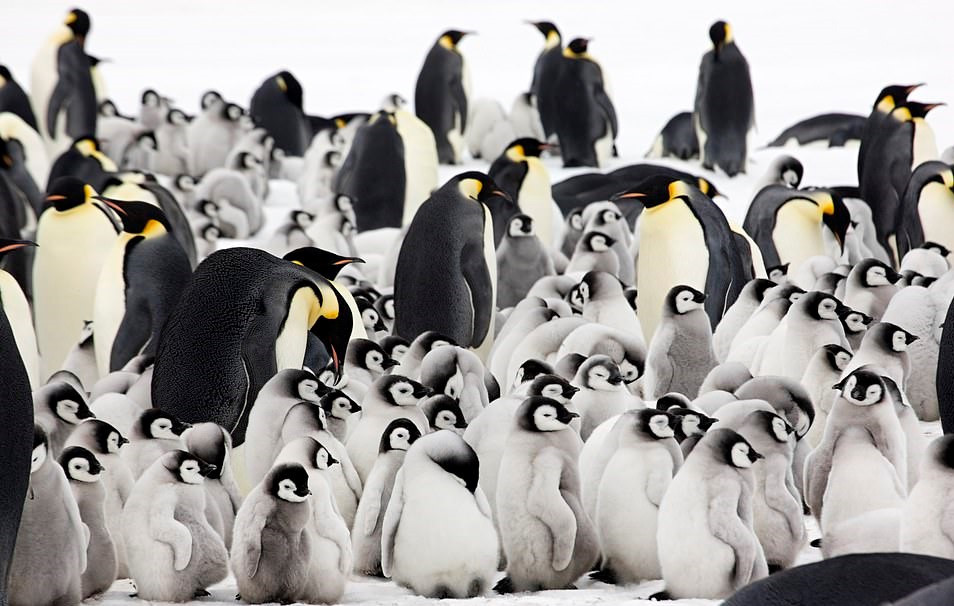 Chim cánh cụt hoàng đế là loài vật có kích thước lớn nhất trong 17 loài chim cánh cụt. Chúng không bao giờ sống ở đất liền, cả đàn thường kiếm ăn trên các biển băng.