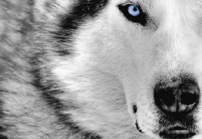 Dac diem thu vi cua giong cho Husky it ai hay