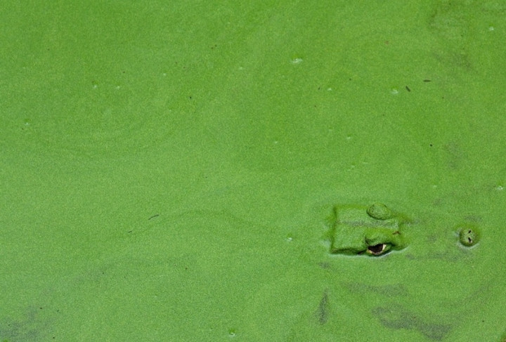 Ao cá sấu trong vườn thú ở Phuket, Thái Lan.