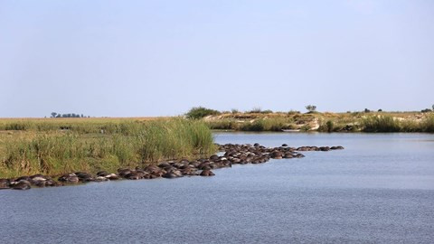 Vai tram xac trau chet troi noi vi tron su tu cai